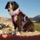Product Arcadia Trail® Quick Dry Dog Harness