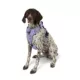Product Arcadia Trail® Quick Dry Dog Harness