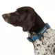 Product Arcadia Trail® Breathable Knit Dog Collar