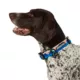 Product Arcadia Trail® Lightweight Dog Collar