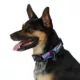 Product Arcadia Trail® Lightweight Dog Collar