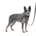 PetSafe® Easy Walk® Comfort No-Pull Dog Harness image thumbnail 1
