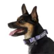 Product Arcadia Trail® Paracord Rope Dog Collar