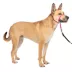 PetSafe® Gentle Leader Dog Head Collar, No Pull, Adjustable, Multiple Sizes & Colors image thumbnail 1