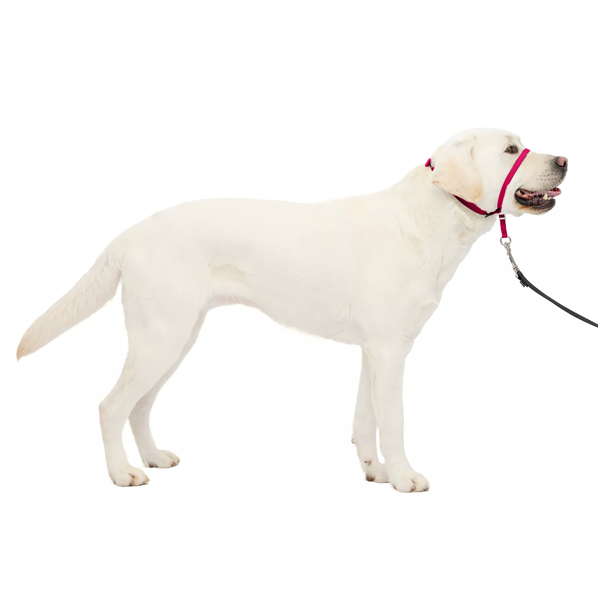 PetSafe® Gentle Leader Headcollar