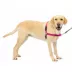 PetSafe® Easy Walk Dog Harness, No Pull Dog Harness, Multiple Sizes & Colors image thumbnail 1