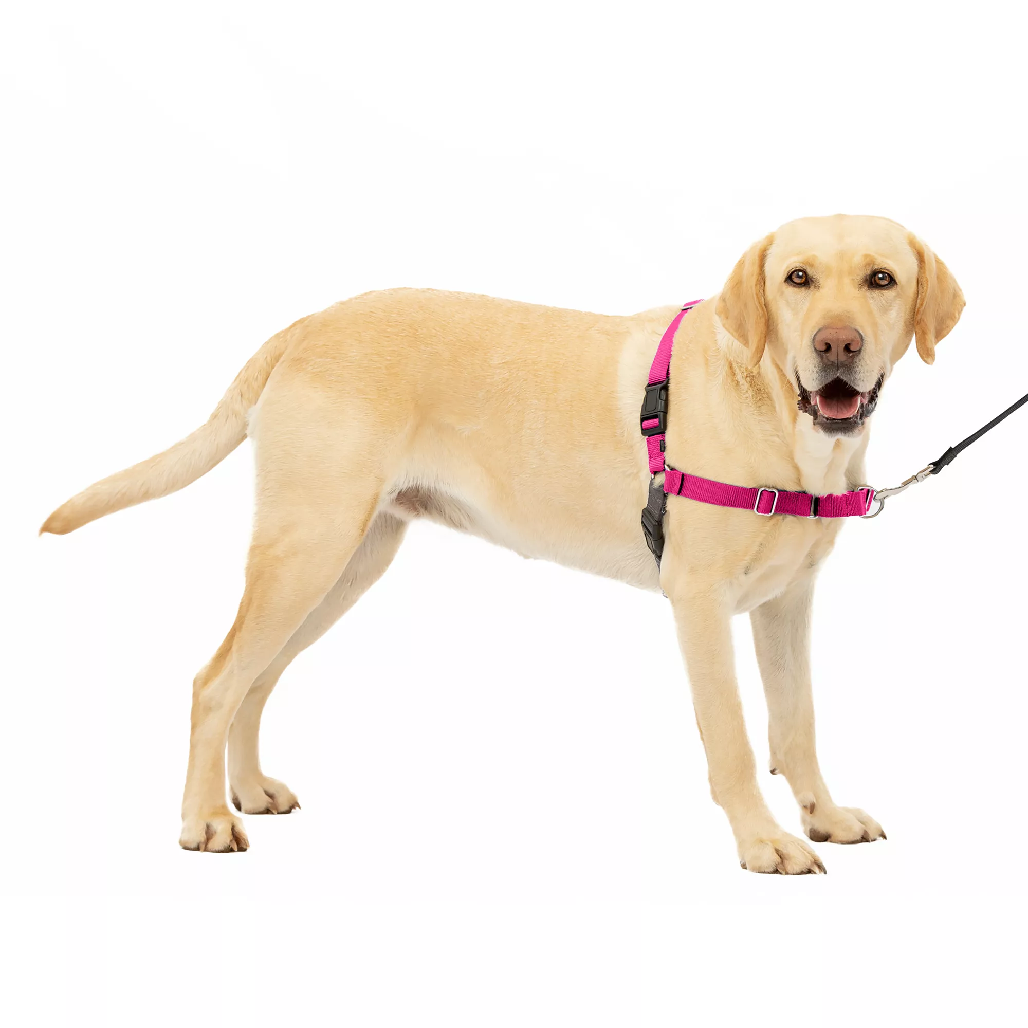 PetSafe® Easy Walk® Harness