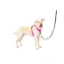 PetSafe® Easy Walk Dog Harness, Comfort Harness, No Pull, Premium Foam, Multiple Sizes & Colors image thumbnail 1