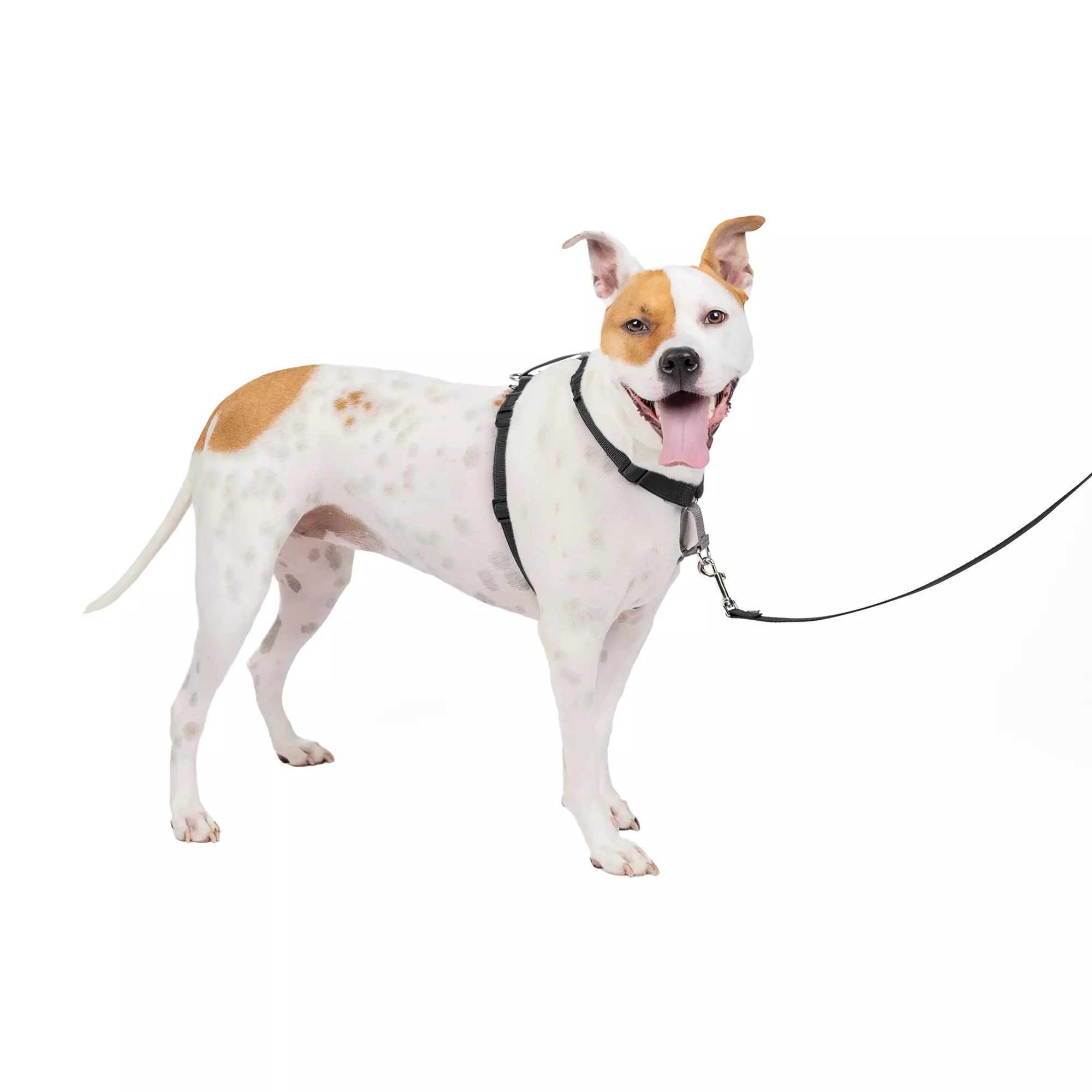 PetSafe® 3 in 1 Harness