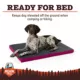 Product Arcadia Trail® Folded Travel Dog Bed