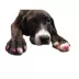 Warren London Pawdicure Polish Pen - Pink image thumbnail 6