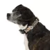 Arcadia Trail® Adjustable, Reflective, Durable, Rope Dog Collar image thumbnail 1