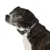Arcadia Trail® Adjustable, Reflective, Durable, Rope Dog Collar image thumbnail 1