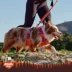 Arcadia Trail® Breathable Knit Dog Leash image thumbnail 6
