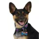 Product Arcadia Trail® Silicone Dog Tag Silencer