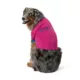 Product Arcadia Trail® Explore High Visibility Dog Shirt