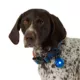 Product Arcadia Trail® LED Light Charm Accessory