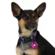 Product Arcadia Trail® LED Light Charm Accessory