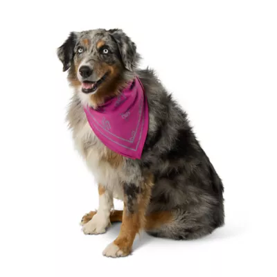 Product Arcadia Trail® Icons High Visibility Dog Bandana