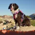 Arcadia Trail® Adjustable, Reflective Thread, Lightweight Dog Harness image thumbnail 6