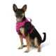 Product Arcadia Trail® Quick Dry Dog Harness