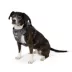 Arcadia Trail® Adjustable, Reflective Thread, Quick Dry Dog Harness image thumbnail 1