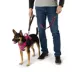 Arcadia Trail® Light-Up LED Dog Leash image thumbnail 2