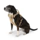 Product Arcadia Trail® Lightweight Reflective Dog Harness
