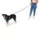 Product Arcadia Trail® Paracord Rope Dog Leash