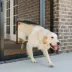 PetSafe® Pet Screen Door image thumbnail 1