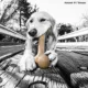 Product BarkBone Natural Instincts Dino Bacon Bone Dog Toy