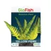 Glofish Yellow Fern Plant image thumbnail 1