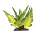 Glofish Yellow Fern Plant image thumbnail 2
