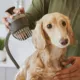 Product Oxygenics, PawSpa, SuperWashPro 3 Setting Pet Washer