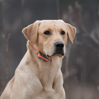 Product SportDOG® Brand SportTrainer 875