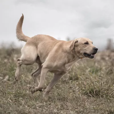 Product SportDOG® Brand SportTrainer 875
