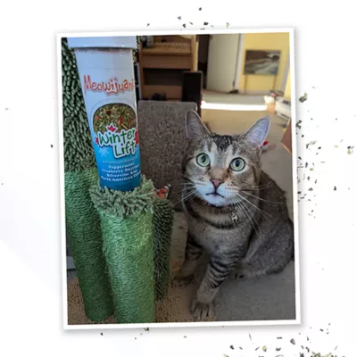 Product Meowijuana® Winter Lift - Peppermint, Cranberry, Silvervine, and Catnip Blend