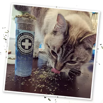 Product Meowijuana® Frost Catnip Blend