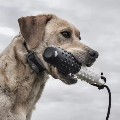 Product SportDOG SDR-AFX Add-A-Dog Receiver Collar