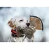 SportDOG® Brand Uplander 1875 Remote Trainer image thumbnail 2