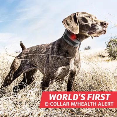 Product SportDOG® Brand Add-A-Dog Receiver Collar - Compatible with SportDOG® Brand FieldSentinel 825 & 1825