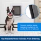 Product PetSafe SmartDoor Connected Pet Door