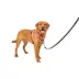 PetSafe® 3 in 1 Harness image thumbnail 1