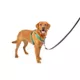 Product PetSafe® 3 in 1 Harness