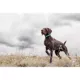 Product SportDOG Brand TEK Series 1.5 GPS Tracking System