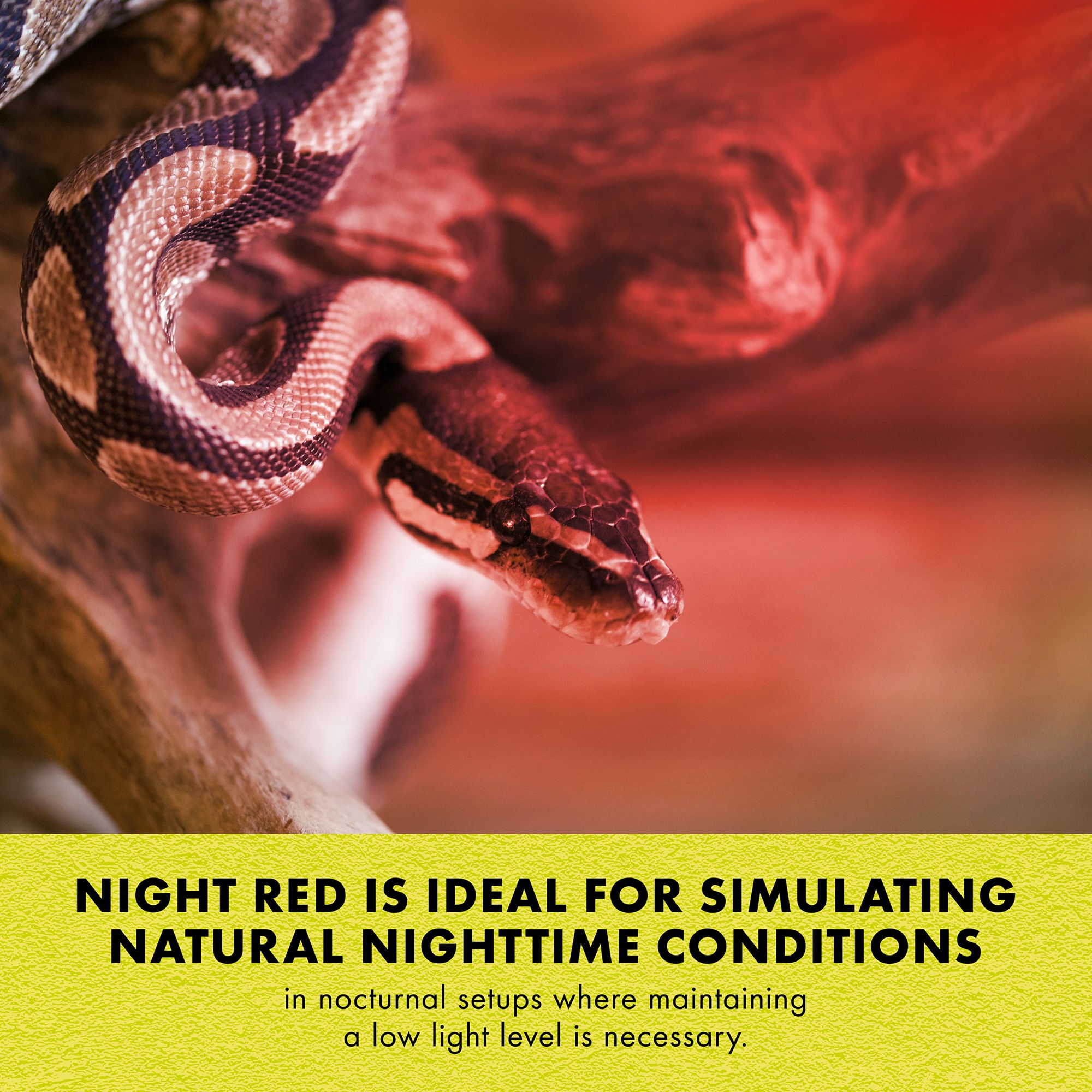 Zilla® Night Red Mini Halogen Bulb Reptile Night Heat Lamp for Terrariums - 25 watt - thumbnail 6