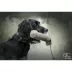 SportDOG® Natural Canvas Dummy image thumbnail 2