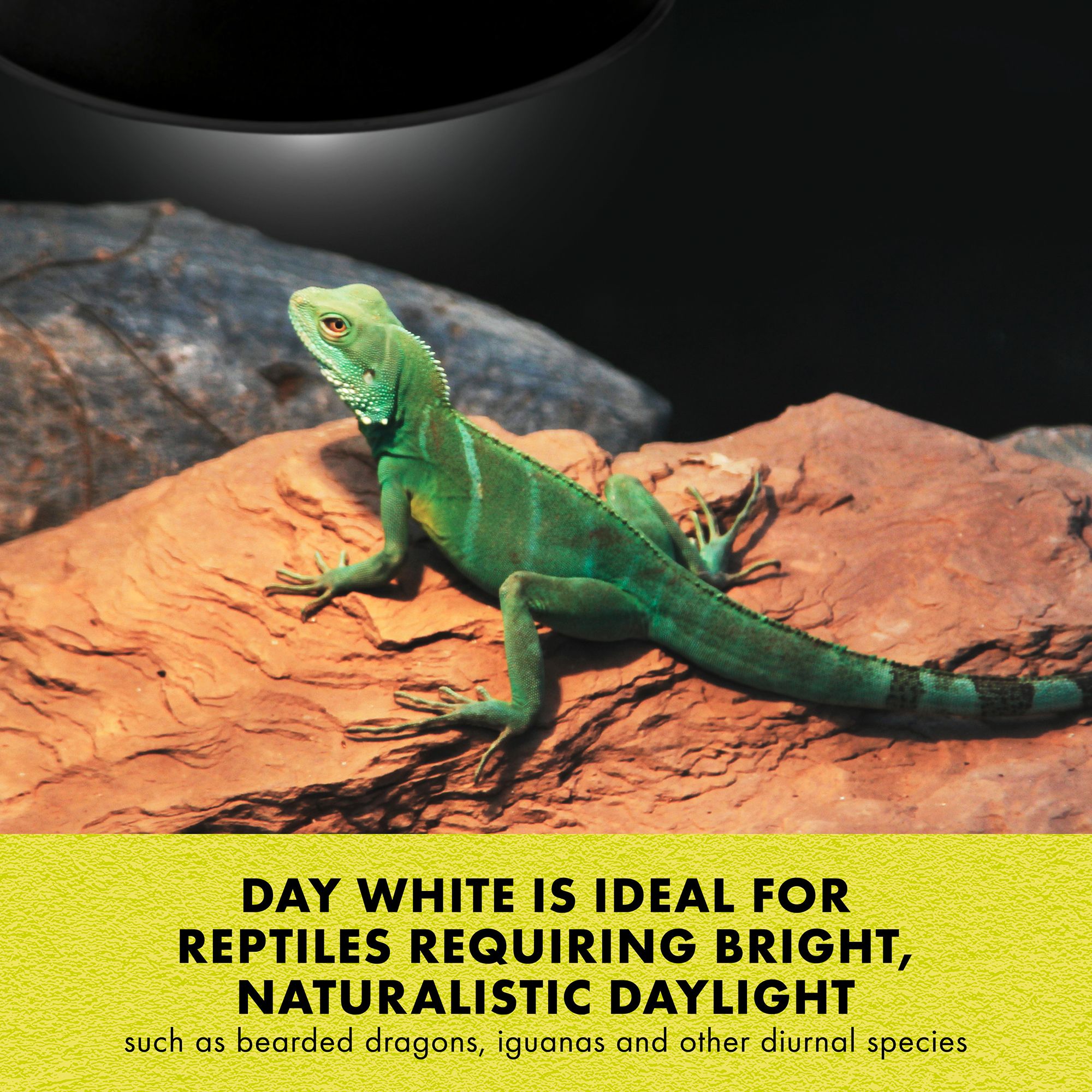 Zilla® Mini Halogen Day White Bulb Reptile Daytime Heat Bulb for Terrariums - 50 watt - thumbnail 6