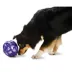 PetSafe® Busy Buddy® Kibble Nibble Dog Toy image thumbnail 1