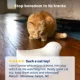 Product  Peek-a-Bird Electronic Cat Toy